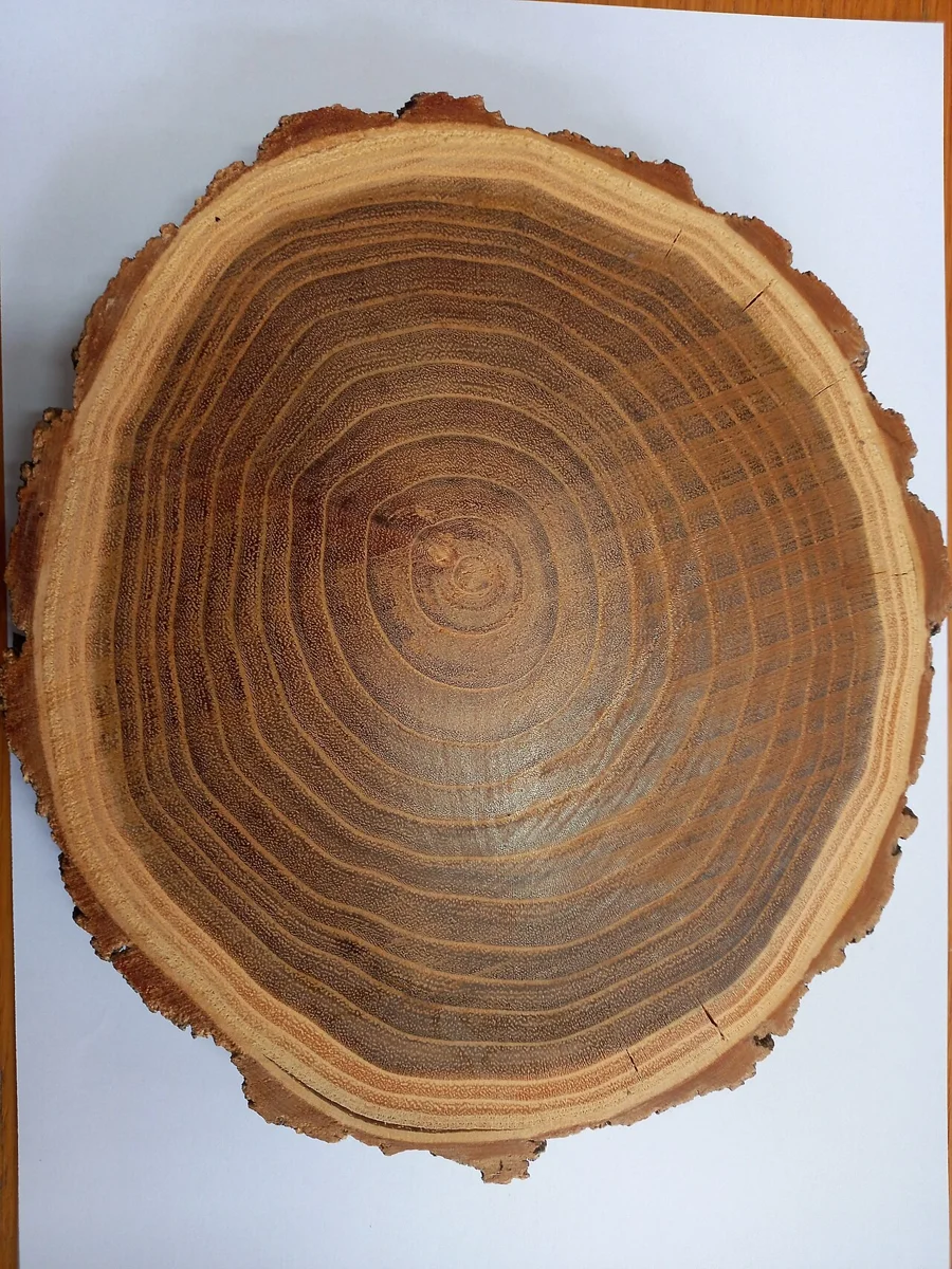 Для сравнения: древесина Robinia pseudoacacia (белая акация). Это не подтверждение вида «розовой акации».