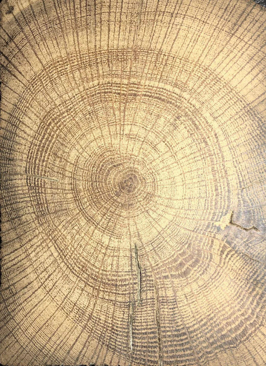Дуб черешчатый (Quercus robur): годичные слои древесины.