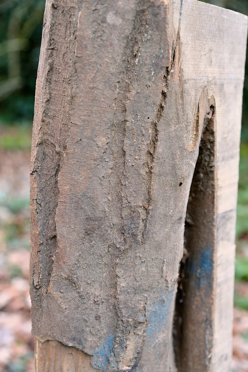 Древесина граба обыкновенного (Carpinus betulus).