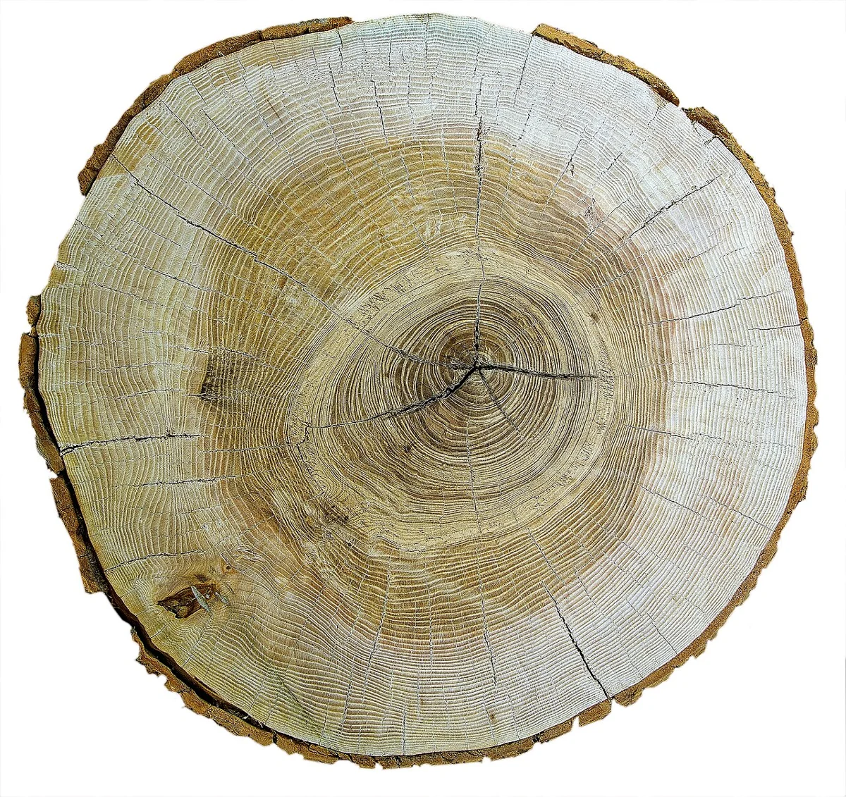 Ясень обыкновенный (Fraxinus excelsior): поперечный срез.