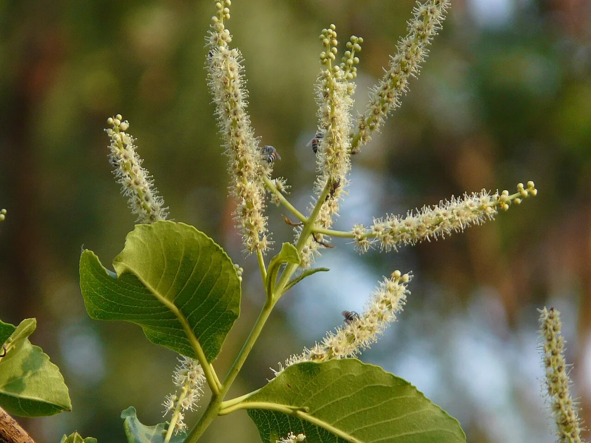 Terminalia elliptica: ботанический справочный снимок, не фото заготовки.