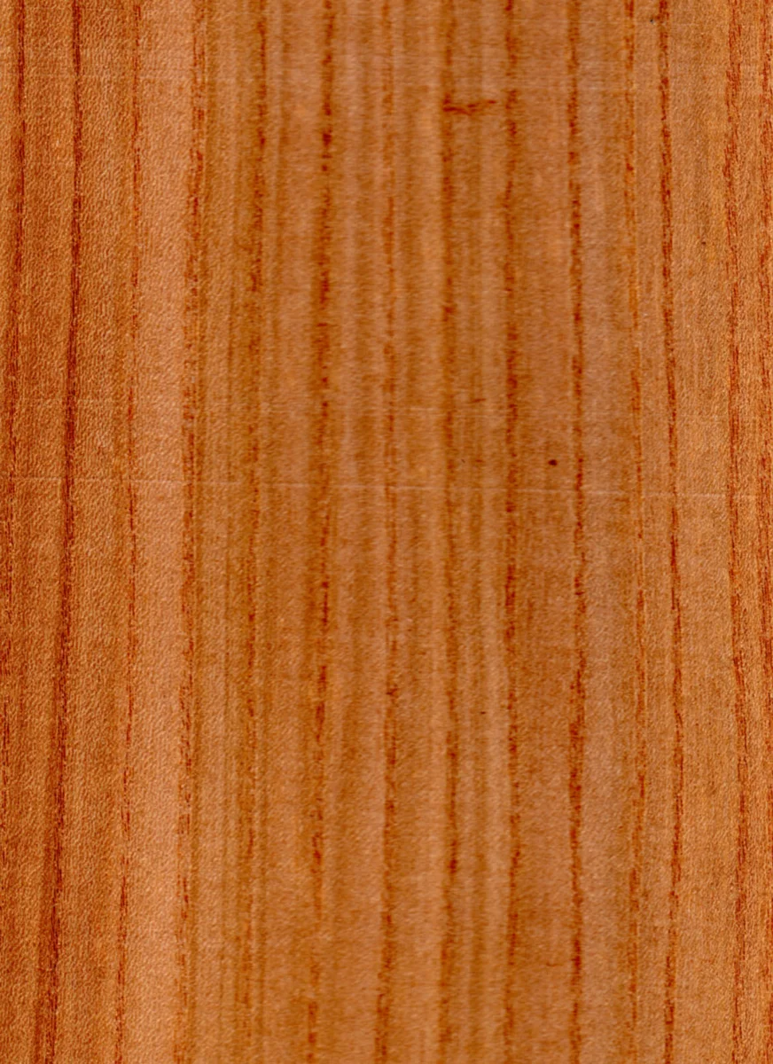 Вяз шершавый (Ulmus glabra): справочный образец древесины.
