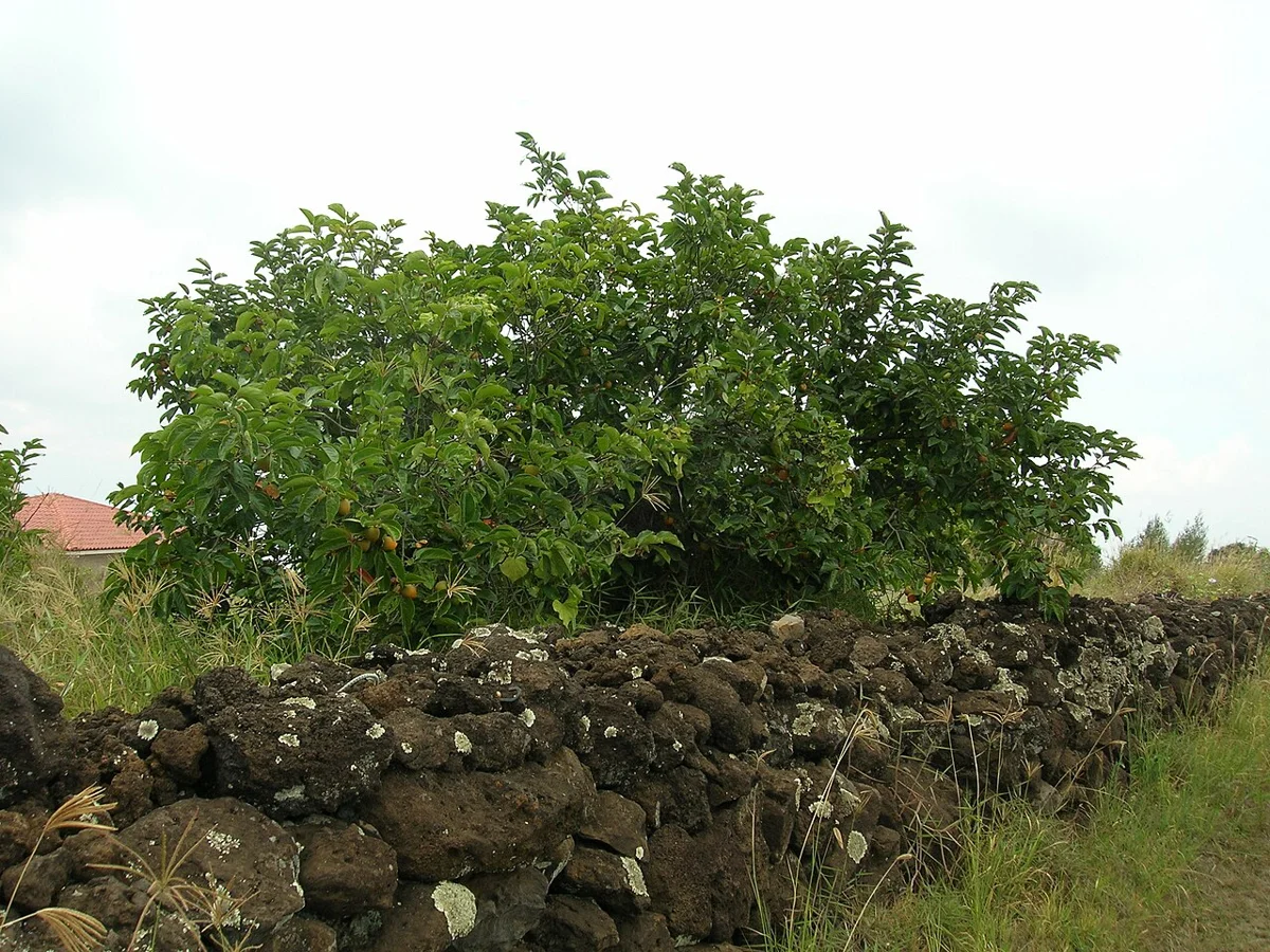 Diospyros kaki: справочная фотография растения, не заготовки мастерской.