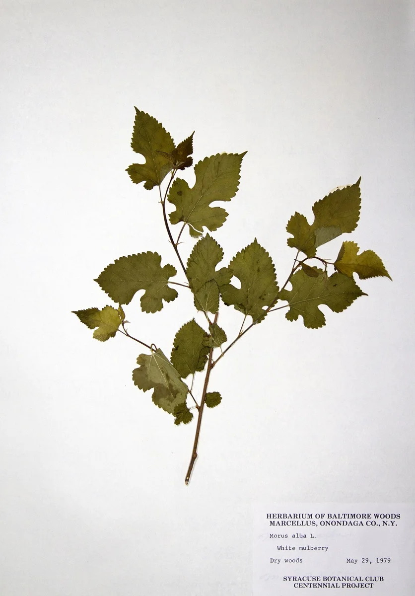 Шелковица белая (Morus alba): справочная фотография дерева.